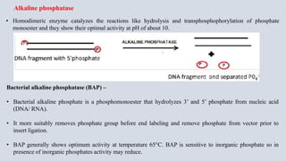 • Homodimeric enzyme catalyzes the reactions like hydrolysis and transphosphophorylation of phosphate
monoester and they show their optimal activity at pH of about 10.
Alkaline phosphatase
Bacterial alkaline phosphatase (BAP) –
• Bacterial alkaline phosphate is a phosphomonoester that hydrolyzes 3’ and 5’ phosphate from nucleic acid
(DNA/ RNA).
• It more suitably removes phosphate group before end labeling and remove phosphate from vector prior to
insert ligation.
• BAP generally shows optimum activity at temperature 65°C. BAP is sensitive to inorganic phosphate so in
presence of inorganic phosphates activity may reduce.
 