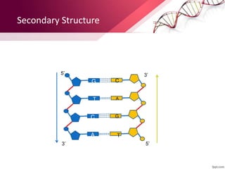 Secondary Structure
G
T
C
A
5’ 3’
3’ 5’
C
A
T
G
 