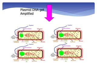 Plasmid DNA get
Amplified
 