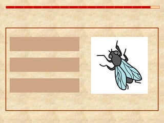 oveja mosca oreja 