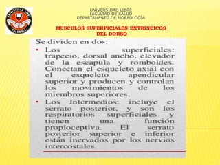 UNIVERSIDAD LIBRE
FACULTAD DE SALUD
DEPARTAMENTO DE MORFOLOGÍA
MUSCULOS SUPERFICIALES EXTRINCICOS
DEL DORSO
 