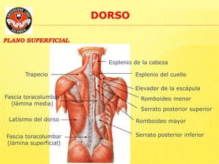 DORSO
MÚSCULOS
PLANO SUPERFICIAL
Trapecio
Latísimo del dorso
Fascia toracolumbar
(lámina superficial)
Esplenio de la cabeza
Esplenio del cuello
Elevador de la escápula
Romboideo menor
Romboideo mayor
Serrato posterior superior
Serrato posterior inferior
Fascia toracolumbar
(lámina media)
 
