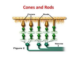 Cones and Rods
 