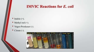 IMVIC Reactions for E. coli
• Indole (+).
• Methyl red (+).
• Voges-Proskauer (-).
• Citrate (-).
 