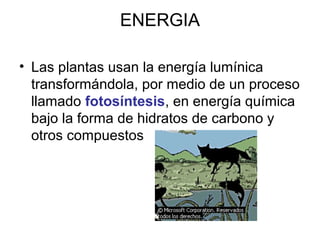 ENERGIA
• Las plantas usan la energía lumínica
transformándola, por medio de un proceso
llamado fotosíntesis, en energía química
bajo la forma de hidratos de carbono y
otros compuestos
 