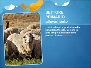SETTORE
PRIMARIO
allevamento
- ovini: allevati soprattutto nella
zona della Meseta. Celebre la
lana pregiata prodotta dalle
pecore di razza Merinos
 