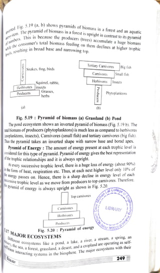 Fig. 19 (a, b) shows pyramids of biomass in a forest and an
aquatic
The pyramid of t
e
pyramid ofbiomass in a forest is
upright in contrast to its pyramid
seThis is because the
producers (trees) accumulate a
huge biomass
imered
mbers. This
mer's total biomass feeding on them declines at higher trophic
c o n s u m e r '
whle
the
resulting in broad base and
narrowing top.
Tertiary Carnivores
Snakes. frog. birds Big fish
Carnivores Small fish
Squirrel, rabbit, Herbivores Insects
Herbivores insects
Grasses,
Producers Phytoplanktons
herbs
(a) b)
Fig. 5.19 : Pyramid of biomass (a) Grassland (b) Pond
The pond ecosystem shows an inverted pyramid of biomass(Fig. 5.19 b). The
tal biomass of producers (phytoplanktons) is much less as compared to herbivores
20oplanktons, insects), Carnivores (small fish) and tertiary carnivores (big fish).
Thus the pyramid takes an inverted shape with narrow base and borad apex.
Pyramid of Energy: The amount of energy present at each trophic level is
considered for this type of pyramid. Pyramid ofenergy gives the best representation
07 the trophic relationships and it is always upright.
very successive trophic level, there is a huge loss ofenergy (about 90%)
orm ofheat, respiration etc. Thus, at each next higher level only 10% of
e
passes on. Hence, there is a sharp decline in energy level
ofeach
the rophic level as we move from producers to top carnivores. Therefore,
e
pyramid of energy is always upright as shown in Fig. 5.20.
College o
Top carnivores
Carnivores
LIBRARY
Herbivores
S17 MAJOR ECOSYSTEMS
Producers
nt
interacting systems in the biosphere.
The major
ecosystems
with their
30202
Fig. 5.20 Pyramid ofenerg
Different ecosystems like a pond, a lake, a river, a stream, a spring, an
y, the sea, a Cst, grassland, a desert, and a cropland are operating as self-
249
Kukae.a
ueyoy
 