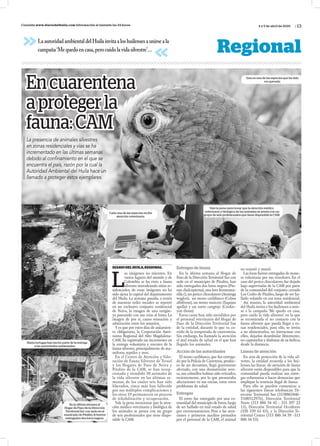 Vale la pena mencionar que la atención médico
veterinaria y biológica de los animales se presta con un
grupo de seis profesionales que tiene disponible la CAM.
Cada una de las especies recibe
atención veterinaria.
/ 13Consulta www.diariodelhuila.com Información al instante las 24 horas
Regional
LaautoridadambientaldelHuilainvitaaloshuilensesaunirseala
campaña‘Mequedoencasa,perocuidolavidasilvestre’…
4 y 5 de abril de 2020
DIARIODELHUILA,REGIONAL
L
as imágenes no mienten. En
varios lugares del mundo y de
Colombia se ha visto a fauna
silvestre merodeando sitios re-
sidenciales; de estas imágenes no ha
sido ajena la capital del departamento
del Huila. La semana pasada, a través
de nuestras redes sociales se reportó
en un exclusivo conjunto residencial
de Neiva, la imagen de una zarigüe-
ya paseando con sus crías al lomo. La
imagen de por si, causo sensación y
admiración entre los usuarios.
Y es que por estos días de aislamien-
to obligatorio, la Corporación Autó-
noma Regional del Alto Magdalena-
CAM, ha registrado un incremento en
la entrega voluntaria y rescates de la
fauna silvestre,principalmente de ma-
míferos, reptiles y aves.
En el Centro de Atención y Valo-
ración de Fauna Silvestre de Teruel
y los Hogares de Paso de Neiva y
Pitalito de la CAM, se han recep-
cionado y atendido 30 animales de
la vida silvestre en las últimas se-
manas, de los cuales seis han sido
liberados, cinco más han fallecido
por sus múltiples complicaciones y
los otros 19 permanecen en proceso
de rehabilitación y recuperación.
Vale la pena mencionar que la aten-
ción médico veterinaria y biológica de
los animales se presta con un grupo
de seis profesionales que tiene dispo-
nible la CAM.
Entregas de fauna
En la última semana al Hogar de
Paso de la DirecciónTerritorial Sur con
sede en el municipio de Pitalito, han
sido entregados dos loros negros (Pio-
nus chalcopterus),una lora frenteama-
rilla (),un perico chocolatero (Aratinga
wagleri), un mono cariblanco (Cebus
albifrons), un mono maicero (Sapajus
apella) y un zorro cangrejo (Cerdoc-
yon thous).
Estos casos han sido atendidos por
el personal veterinario del Hogar de
Paso de la Dirección Territorial Sur
de la entidad, durante lo que va co-
rrido de la temporada de cuarentena.
Sin embargo, ha llamado la atención
el mal estado de salud en el que han
llegado los animales.
Acción de las autoridades
El mono cariblanco,que fue entrega-
do por la Policía de Carreteras,produc-
to de un decomiso, llegó gravemente
afectado, con una desnutrición seve-
ra,sus colmillos habían sido retirados,
recientemente, por lo que presentaba
afectaciones en sus encías, entre otros
problemas de salud.
Entregas
El zorro fue entregado por una co-
munidad del municipio de Isnos,luego
de ser hallado en mal estado de salud
por envenenamiento. Pese a las aten-
ciones y primeros auxilios prestados
por el personal de la CAM, el animal
no resistió y murió.
Las loras fueron entregadas de mane-
ra voluntaria por sus tenedores. En el
caso del perico chocolatero,fue dejado
bajo supervisión de la CAM por parte
de la comunidad del conjunto cerrado
Los Cedro de Pitalito, luego de ser ha-
llado volando en esa zona residencial.
Así mismo, la autoridad ambiental
del Huila invita a los huilenses a unir-
se a la campaña ‘Me quedo en casa,
pero cuido la vida silvestre’, en la que
se recomienda el no contacto con la
fauna silvestre que pueda llegar a zo-
nas residenciales, para ello, se invita
a no alimentarlos, no interactuar con
ellos, dejarlos deambular libremente,
no capturarlos y disfrutar de su belleza
desde la distancia.
Líneas de atención
En aras de protección de la vida sil-
vestre, la entidad recuerda a los hui-
lenses las líneas de atención de fauna
silvestre están disponibles para que la
comunidad pueda realizar sus entre-
gas voluntarias o hacer denuncias que
implique la tenencia ilegal de fauna.
Para ello se pueden comunicar a
las siguientes líneas telefónicas: Di-
rección Territorial Sur (3138863446-
3108512976), Dirección Territorial
Norte (313 886 34 42 - 315 397 22
13), Dirección Territorial Occidente
(320 339 63 63), y la Dirección Te-
rritorial Centro (313 886 34 59 -313
886 34 53).
Encuarentena
aprotegerla
fauna:CAM
La presencia de animales silvestres
en zonas residenciales y vías se ha
incrementado en las últimas semanas
debido al confinamiento en el que se
encuentra el país, razón por la cual la
Autoridad Ambiental del Huila hace un
llamado a proteger estos ejemplares.
Esta es una de las especies que ha sido
recuperada.
Hasta tortugas han hecho parte de la entrega
a las autoridades ambientales.
En la última semana al
Hogar de Paso de la Dirección
Territorial Sur con sede en el
municipio de Pitalito, le fueron
entregados dos loros negros.
 
