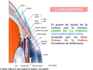 El Ojo 1