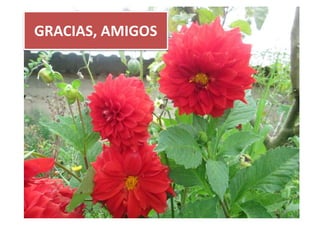 GRACIAS, AMIGOS
 