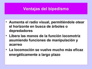 Ventajas del bipedismo
• Aumenta el radio visual, permitiéndole otear
el horizonte en busca de árboles o
depredadores
• Libera las manos de la función locomotriz
asumiendo funciones de manipulación y
acarreo
• La locomoción se vuelve mucho más eficaz
energéticamente a largo plazo
 