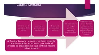 Cuarta semana
El embrión tiene el
aspecto de un cilindro
casi recto.
Los somitas son
prominentes en su
superficie dorsal
El tubo neural
permanece abierto en
su extremos
En la región ventral se
nota una gran
prominencia
segundaria al
desarrollo cardiaco.
Y al finalizar la cuarta
semana el embrión
muestra una curvatura
cefalocaudal , empieza
a esbozarse las yemas
de los miembros
inferiores .
Al finalizar la cuarta semana el embrión presenta
cambios notables en su forma y se inicia el
proceso de organogénesis que continua hasta la
octava semana.
 