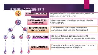 ESPERMATOGENESIS
ESPERMATOGONIAS Después de varias divisiones mitóticas; crecen, se
especializan y se transforman
ESPERMATOCITOS
PRIMARIOS
(46 cromosomas), el cual por medio de división
meiótica origina
ESPERMATOCITOS
SECUNDARIOS
Son de menor tamaño (23 cromosomas
constituidos cada uno por 2 cromátides)
De menor tamaño que las anteriores (23
cromosomas). Sufren un proceso de maduración
Espermiogenesis, en este pierden gran parte de
su citoplasma y membrana celular
ESPERMATIDES
ESPERMATOZOID
E
 