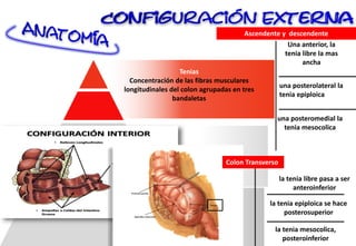 Tenias
Concentración de las fibras musculares
longitudinales del colon agrupadas en tres
bandaletas
Una anterior, la
tenia libre la mas
ancha
una posterolateral la
tenia epiploica
una posteromedial la
tenia mesocolica
Ascendente y descendente
la tenia libre pasa a ser
anteroinferior
la tenia epiploica se hace
posterosuperior
la tenia mesocolica,
posteroinferior
Colon Transverso
 