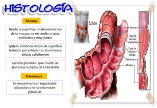 Mucosa
Desde la superficie relativamente lisa
de la mucosa, se extienden criptas
profundas y muy juntas
Epitelio cilíndrico simple de superficie
formado por enterocitos absortivos y
células caliciformes
epitelio glandular, que reviste las
glándulas o criptas de Lieberkühn
Submucosa
Se encuentran con regularidad
adipocitos y no se reconocen
glándulas
 