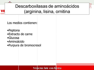 Descarboxilasas de aminoácidos (arginina, lisina, ornitina Los medios contienen: Peptona Extracto de carne Glucosa Aminoácido  Purpura de bromocresol MEDIO DE LIA 