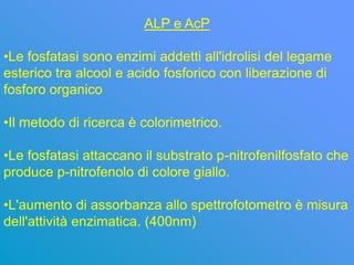 ALP e AcP

•Le fosfatasi sono enzimi addetti all'idrolisi del legame
esterico tra alcool e acido fosforico con liberazione di
fosforo organico

•Il metodo di ricerca è colorimetrico.

•Le fosfatasi attaccano il substrato p-nitrofenilfosfato che
produce p-nitrofenolo di colore giallo.

•L'aumento di assorbanza allo spettrofotometro è misura
dell'attività enzimatica. (400nm)
 