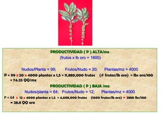 PRODUCTIVIDAD ( P ) ALTA/mz
                             (frutos x lb oro = 1600)

           Nudos/Planta = 99;         Frutos/Nudo = 20;     Plantas/mz = 4000
P = 99 X 20 x 4000 plantas x 1,5 = 11,880,000 frutos (# frutos/lb oro) = lbs oro/100
    = 74.25 QQ/mz
                            PRODUCTIVIDAD ( P ) BAJA /mz
             Nudos/planta = 64; Frutos/Nudo = 12;         Plantas/mz = 4000
P = 64 X 12 x 4000 plantas x 1,5 = 4,608,000 frutos (1600 frutos/lb oro) = 2880 lbs/100
    = 28.8 QQ oro
 