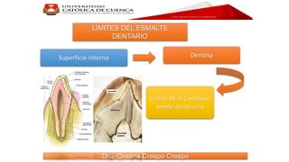 Instrucciones para eluso dePowerPoint
DentinaSuperficie Interna
Limite de la Conexión
amelo-dentinaria
Dra. Cristina Crespo Crespo
LÍMITES DEL ESMALTE
DENTARIO
 