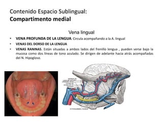 Contenido Espacio Sublingual:
Compartimento medial
Vena lingual
• VENA PROFUNDA DE LA LENGUA. Circula acompañando a la A. lingual
• VENAS DEL DORSO DE LA LENGUA
• VENAS RANINAS. Están situadas a ambos lados del frenillo lengua , pueden verse bajo la
mucosa como dos líneas de tono azulado. Se dirigen de adelante hacia atrás acompañadas
del N. Hipogloso.
 