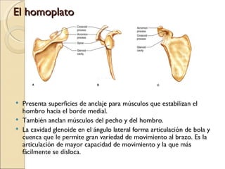 El homoplato Presenta superficies de anclaje para m ú sculos que estabilizan el hombro hacia el borde medial. Tambi é n anclan m ú sculos del pecho y del hombro. La cavidad glenoide en el  á ngulo lateral forma articulaci ó n de bola y cuenca que le permite gran variedad de movimiento al brazo. Es la articulaci ó n de mayor capacidad de movimiento y la que m á s fácilmente se disloca. 