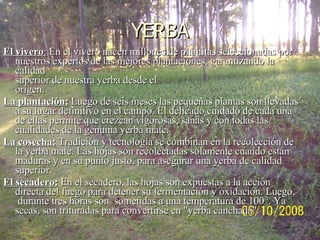 YERBA El vivero :  En el vivero nacen millones de plantitas seleccionadas por nuestros expertos de las mejores plantaciones, garantizando la calidad  superior de nuestra yerba desde el  origen. La plantación:  Luego de seis meses las pequeñas plantas son llevadas a su lugar definitivo en el campo. El delicado cuidado de cada una de ellas permite que crezcan vigorosas, sanas y con todas las cualidades de la genuina yerba mate. La cosecha:  Tradición y tecnología se combinan en la recolección de la yerba mate. Las hojas son recolectadas solamente cuando están maduras y en su punto justo, para asegurar una yerba de calidad superior. El secadero:   En el secadero, las hojas son expuestas a la acción directa del fuego para detener su fermentación y oxidación. Luego,  durante tres horas son  sometidas a una temperatura de 100°. Ya secas, son trituradas para convertirse en &quot;yerba canchada&quot;. 