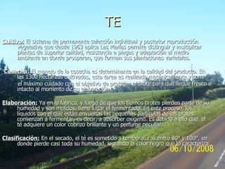 TE Cultivo:  El sistema de permanente selección individual y posterior reproducción vegetativa que desde 1963 aplica Las Marías permite distinguir y multiplicar plantas de superior calidad, resistencia a plagas y adaptación al medio ambiente en donde prosperan, que forman sus plantaciones varietales. Cosecha:  El manejo de la cosecha es determinante en la calidad del producto. En las 1300 hectáreas cultivadas, esta tarea es realizada mecánicamente y con el máximo cuidado con el objetivo de proteger el brote para que llegue fresco e intacto al momento de su elaboración. Elaboración:  Ya en la fábrica, y luego de que los tiernos brotes pierden parte de su humedad y son molidos, tiene lugar el fermentado. En este proceso, los líquidos con el que están envueltas las pequeñas partículas de los brotes, comienzan a fermentar, es decir, a absorber oxígeno. Es debido a ello que  el té adquiere un color cobrizo brillante y un perfume peculiar. Clasificación:  En el secado, el té es sometido a temperaturas entre 80° y 100°, en donde pierde casi toda su humedad, logrando el color negro que lo caracteriza. 