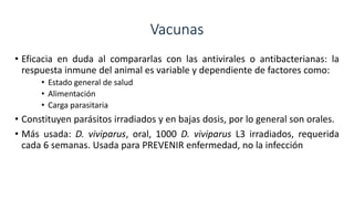 • Eficacia en duda al compararlas con las antivirales o antibacterianas: la
respuesta inmune del animal es variable y dependiente de factores como:
• Estado general de salud
• Alimentación
• Carga parasitaria
• Constituyen parásitos irradiados y en bajas dosis, por lo general son orales.
• Más usada: D. viviparus, oral, 1000 D. viviparus L3 irradiados, requerida
cada 6 semanas. Usada para PREVENIR enfermedad, no la infección
 