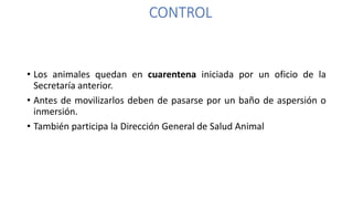 • Los animales quedan en cuarentena iniciada por un oficio de la
Secretaría anterior.
• Antes de movilizarlos deben de pasarse por un baño de aspersión o
inmersión.
• También participa la Dirección General de Salud Animal
CONTROL
 