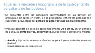 ¿Cuál es la verdadera importancia de la gastroenteritis
parasitaria de los bovinos ?
• Se encuentra entre las principales enfermedades de los bovinos de
producción de carne en vacas, en la producción lechera las pérdidas son
subclínicas provocadas por perdida de peso y retraso en el crecimiento.
• Produce pérdidas de peso de aproximadamente 20 a 50 kg, en un período
de 1 año, así como diarrea, decaimiento, puede llegar a provocar la muerte
• Anemia y baja de las defensas al absorber sangre e inyectar sustancias venenosas
(toxinas).
• Graves neumonías en los pulmones
 