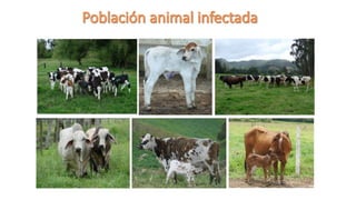 Endo y ecto parásitos