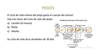 El ciclo de vida entero del piojo gasta el cuerpo del animal.
Hay tres fases del ciclo de vida del piojo:
a) Liendre (el huevo)
b) Ninfa
c) Adulto.
Su ciclo de vida dura alrededor de 30 días.
 