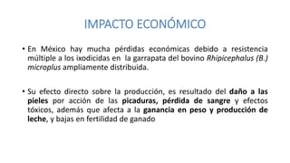 • En México hay mucha pérdidas económicas debido a resistencia
múltiple a los ixodicidas en la garrapata del bovino Rhipicephalus (B.)
microplus ampliamente distribuida.
• Su efecto directo sobre la producción, es resultado del daño a las
pieles por acción de las picaduras, pérdida de sangre y efectos
tóxicos, además que afecta a la ganancia en peso y producción de
leche, y bajas en fertilidad de ganado
 