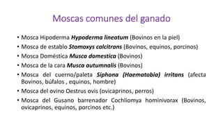 • Mosca Hipoderma Hypoderma lineatum (Bovinos en la piel)
• Mosca de establo Stomoxys calcitrans (Bovinos, equinos, porcinos)
• Mosca Doméstica Musca domestica (Bovinos)
• Mosca de la cara Musca autumnalis (Bovinos)
• Mosca del cuerno/paleta Siphona (Haematobia) irritans (afecta
Bovinos, búfalos , equinos, hombre)
• Mosca del ovino Oestrus ovis (ovicaprinos, perros)
• Mosca del Gusano barrenador Cochliomya hominivorax (Bovinos,
ovicaprinos, equinos, porcinos etc.)
 