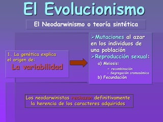 El Evolucionismo
El Neodarwinismo o teoría sintética
1. La genética explica
el origen de:
La variabilidad
Mutaciones al azar
en los individuos de
una población
Reproducción sexual:
a) Meiosis:
- recombinación
- Segregación cromosómica
b) Fecundación
Los neodarwinistas rechazan definitivamente
la herencia de los caracteres adquiridos
 