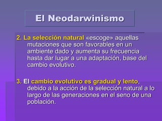 2. La selección natural «escoge» aquellas
mutaciones que son favorables en un
ambiente dado y aumenta su frecuencia
hasta dar lugar a una adaptación, base del
cambio evolutivo.
3. El cambio evolutivo es gradual y lento,
debido a la acción de la selección natural a lo
largo de las generaciones en el seno de una
población.
El Neodarwinismo
 
