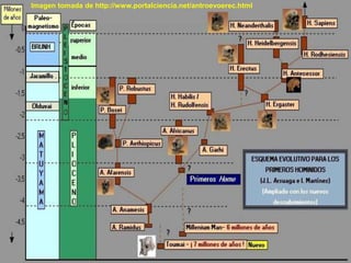 Imagen tomada de http://www.portalciencia.net/antroevoerec.html
 