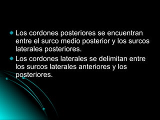 Los cordones posteriores se encuentran entre el surco medio posterior y los surcos laterales posteriores. Los cordones laterales se delimitan entre los surcos laterales anteriores y los posteriores. 