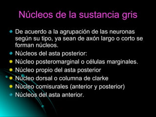 Núcleos de la sustancia gris De acuerdo a la agrupación de las neuronas según su tipo, ya sean de axón largo o corto se forman núcleos. Núcleos del asta posterior:  Núcleo posteromarginal o células marginales. Núcleo propio del asta posterior Núcleo dorsal o columna de clarke Núcleo comisurales (anterior y posterior) Núcleos del asta anterior. 
