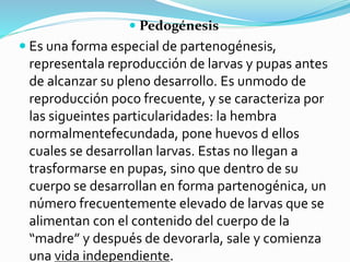  Pedogénesis
 Es una forma especial de partenogénesis,
representala reproducción de larvas y pupas antes
de alcanzar su pleno desarrollo. Es unmodo de
reproducción poco frecuente, y se caracteriza por
las sigueintes particularidades: la hembra
normalmentefecundada, pone huevos d ellos
cuales se desarrollan larvas. Estas no llegan a
trasformarse en pupas, sino que dentro de su
cuerpo se desarrollan en forma partenogénica, un
número frecuentemente elevado de larvas que se
alimentan con el contenido del cuerpo de la
“madre” y después de devorarla, sale y comienza
una vida independiente.
 