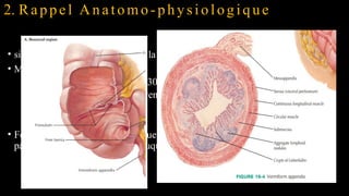 2. Rappel Anatomo-physiologique
Appendice vermiforme
• situation 2 à 3 cm au-dessous de la jonction iléo- colique.
• Mensuration
• de longueur 6 à 9 cm ( <1 à >30cm)
• diamètre de 4 à 8 mm en moyenne.
• Calibre : 4 à 8 mm
• Forme : tube plus ou moins flexueux dont la cavité s’ouvre dans le coecum
par un orifice muni d’un repli muqueux appelé valvule de GERLACH.
 
