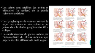• Les veines sont satellites des artères et
tributaires (se rendent) de la grande
veine mésentérique
• Les lymphatiques du coecum suivent le
trajet des artères et des veines et se
jettent dans la chaîne ganglionnaire iléo-
colique.
• Les nerfs viennent du plexus solaire par
l’intermédiaire du plexus mésentérique
supérieur et les afférents du nerfs vague
 