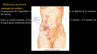 Différentes positions
Anatomie de surface :
La projection de l’appendice sur la surface abdominale est très variable, et dépend de la situation
du cæcum.
Dans sa variété normale, la base de l’appendice se projette à l’union 1/3 externe - 2/3 internes de
la ligne spino-ombilicale droite
 