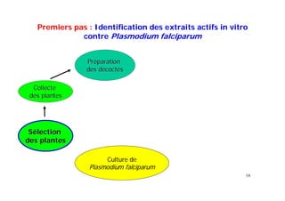 14
Premiers pas :Premiers pas : Identification des extraits actifs in vitroIdentification des extraits actifs in vitro
contrecontre Plasmodium falciparumPlasmodium falciparum
SSéélectionlection
des plantesdes plantes
Culture de
Plasmodium falciparum
CollecteCollecte
des plantesdes plantes
PrPrééparationparation
des ddes déécoctcoctééss
 
