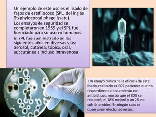 Un ejemplo de este uso es el lisado de
fagos de estafilococo (SPL, del inglés
Staphylococcal phage lysate).
Los ensayos de seguridad se
completaron en 1959 y el SPL fue
licenciado para su uso en humanos.
El SPL fue suministrado en los
siguientes años en diversas vías:
aerosol, cutánea, tópica, oral,
subcutánea e incluso intravenosa
Un ensayo clínico de la eficacia de este
lisado, realizado en 607 pacientes que no
respondieron al tratamiento con
antibióticos, mostró que el 80% se
recuperó, el 18% mejoró y un 2% no
sufrió cambios. En ningún caso se
observaron efectos adversos.
 