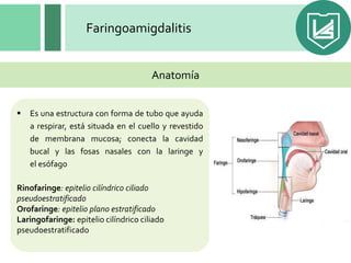 Faringoamigdalitis
 Es una estructura con forma de tubo que ayuda
a respirar, está situada en el cuello y revestido
de membrana mucosa; conecta la cavidad
bucal y las fosas nasales con la laringe y
el esófago
Rinofaringe: epitelio cilíndrico ciliado
pseudoestratificado
Orofaringe: epitelio plano estratificado
Laringofaringe: epitelio cilíndrico ciliado
pseudoestratificado
Anatomía
 