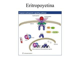 Eritropoyetina 