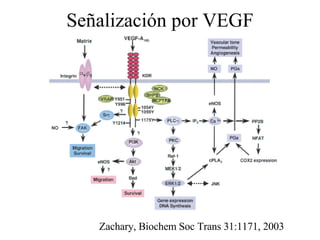 Señalización por VEGF Zachary, Biochem Soc Trans 31:1171, 2003 