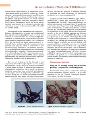 Open Access Journal of Microbiology & Biotechnology
2
Singh NI and Devi KB. Feeding Biology of Earthworms (Perionyx Excavatus and Eudrilus Eugeniae) and
Bacteria Associated with their Guts and Vermicompost. J Microbiol Biotechnol 2024, 9(3): 000304.
Copyright© Singh NI and Devi KB.
Eisenia foetida is also influenced by temperature [17,18].
The digestive system of earthworms consists of a tubular
alimentary canal extending from mouth to anus. The system
can be differentiated as buccal chamber/cavity, pharynx,
oesophagus, crop, gizzard, intestine and rectum. Feeding
process of earthworms is subjected to the enzymatic actions
within the gut. The capacity of mixing and turning over of
substrate by earthworms varies with species to species. Data
on substrate turnover for Eisenia foetida and Drawida calebi
are available [19,20].
Earthwormsgrazeoverawidevarietyoforganicmatters.
Influence of feeding pattern on growth and reproduction of
Eisenia foetida is known [21,22]. Preference for certain food
materials by earthworms have also been reported [23-28].
The effects of different organic wastes on vermiculture and
vermicomposting has also been known [29-31]. Earthworms
affect soil microfloral and faunal population directly or
indirectly like the joint action of earthworms and microflora
in forest soils [32]. The effects of earthworms on soil
microflora leading to changes in soil properties, processes,
micro floral and faunal community structure and plant and
soil health have been known [33]. The earthworms also graze
over soil microflora and that they have requisite enzymes to
degrade complex plant substances [24,34]. Selective grazing
by earthworms may reduce the number of some organisms
and increase others that could be beneficial [35].
The role of earthworms in the dispersal of soil
organisms had been known [36,37]. The bacterial feeding
by earthworms [38-40]. The gut of earthworm constitutes
a mobile anoxic microzone to which the microorganisms
of aerated soils are subjected [41]. It provides an optimum
incubation temperature, near neutral pH and abundant
soluble organic carbon creating an ideal condition for high
microbial activity. The cast in turn contains high assimilable
carbon, favourable water regime and higher concentrations
of many nutrients [42] providing an excellent condition
for microfloral and faunal proliferation. The intestine of
earthworms is rich in microorganisms [43].
Our previous study revealed 4 bacteria types 2 Actino-
mycetes types, 15 fungal types, 1-protozoa group, and 2
Nematodes types. For these 2 (two) types of worms, the
richest microorganism were fungal types. 15 fungal types
were isolated from the previous study [44]. The changes
in the microbial status of earthworm cast varied based on
their age [45]. The microbial composition of vermicompost
are derived from various organic sources [46,47]. A detailed
microbe of the gut of Eudrilus eugeniae and Perionyx
excavatus have also been made [48,49]. The effects of gut
passage, the age of cast material and the type of ingested
substrate on microorganisms in Lumbricus terrestris faces
are known [50]. The rate that material moves through the
intestine depends on whether the worm is feeding, food
takes about 20 hours to pass, but when burrows are being
formed materials passes in about 12 hours [43]. Further,
changes in the microbial status of the casts are noticed as
they age under field condition [45]. The present study deals
with organic wastes feeding behaviours of Perionyx excavatus
and Eudrilus eugeniae in regards to their ingestion, gut load,
transit time and egestion. And to examine further bacteria
isolated from the gut content and vermicompost (Vermicast)
produced by the worms.
Materials and Methods
Study on the Feeding Biology of Earthworms
(Perionyx Excavatus and Eudrilus Eugeniae)
Experimental rearing of two earthworms (Perionyx
excavatus and Eudrilus eugeniae) (Figures 1A & 1B) were
conducted in the Life Sciences Department, Manipur
University for a period of three years.
Figure 1A: A view of Perionyx excavatus. Figure 1B: A view of Eudrilus Eugeniae.
 
