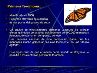 Primera feromona...   I dentificada en 1956 P oderoso atrayente sexual para  las mariposas del gusano de seda.  Un equipo de investigadores alemanes  , después de extirpar ciertas glándulas de la punta del abdomen de 500.000 mariposas hembras, extrajeron un compuesto curioso.  Una  pequeña  cantidad de este compuesto, hacía que las mariposas macho golpearan las alas locamente, en una &quot;danza agitada&quot;.  Este signo claro de que el macho había sentido al atrayente, le permitió a los científicos purificar la feromona. 